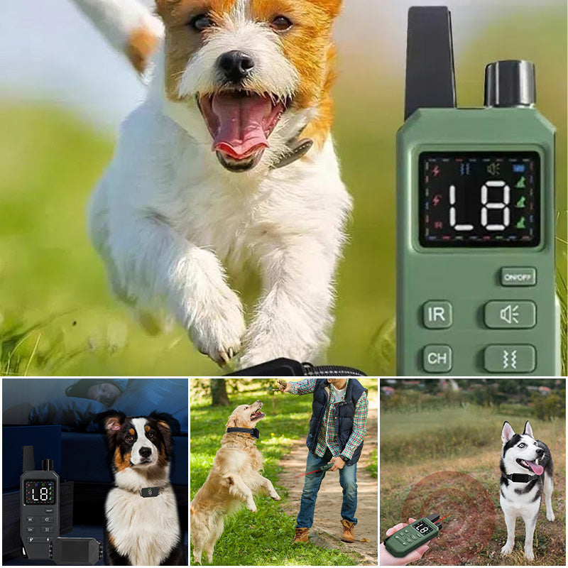 Dog Training Collar