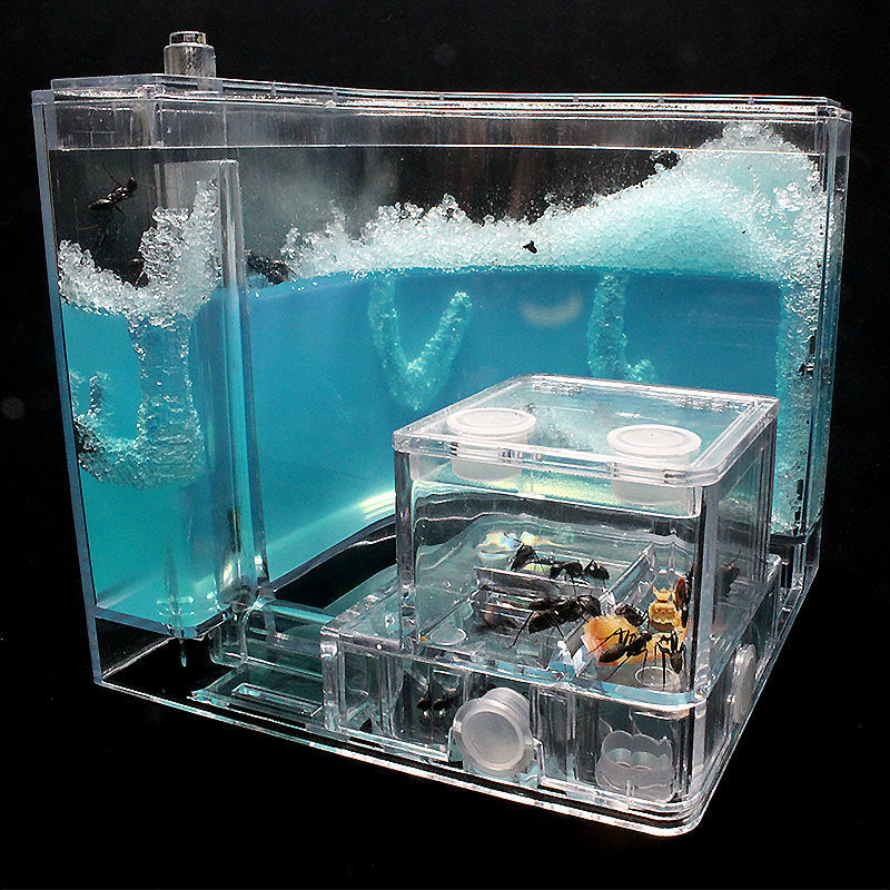Ant Home Ecological Toys