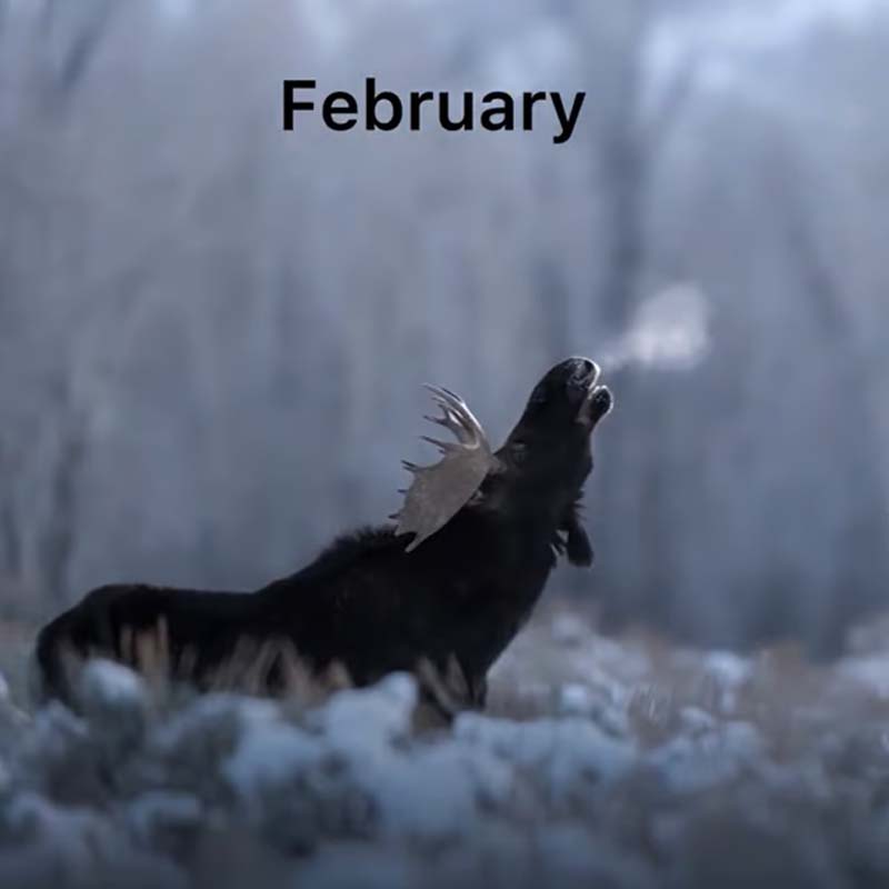 2025 Wildlife Calendar