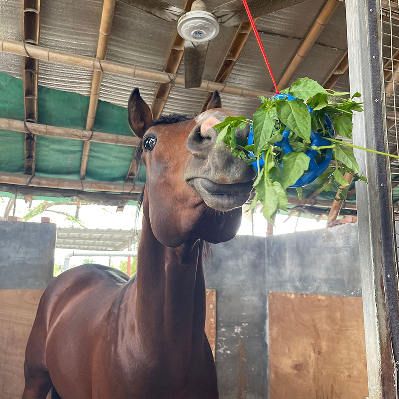 Horse Treat Ball