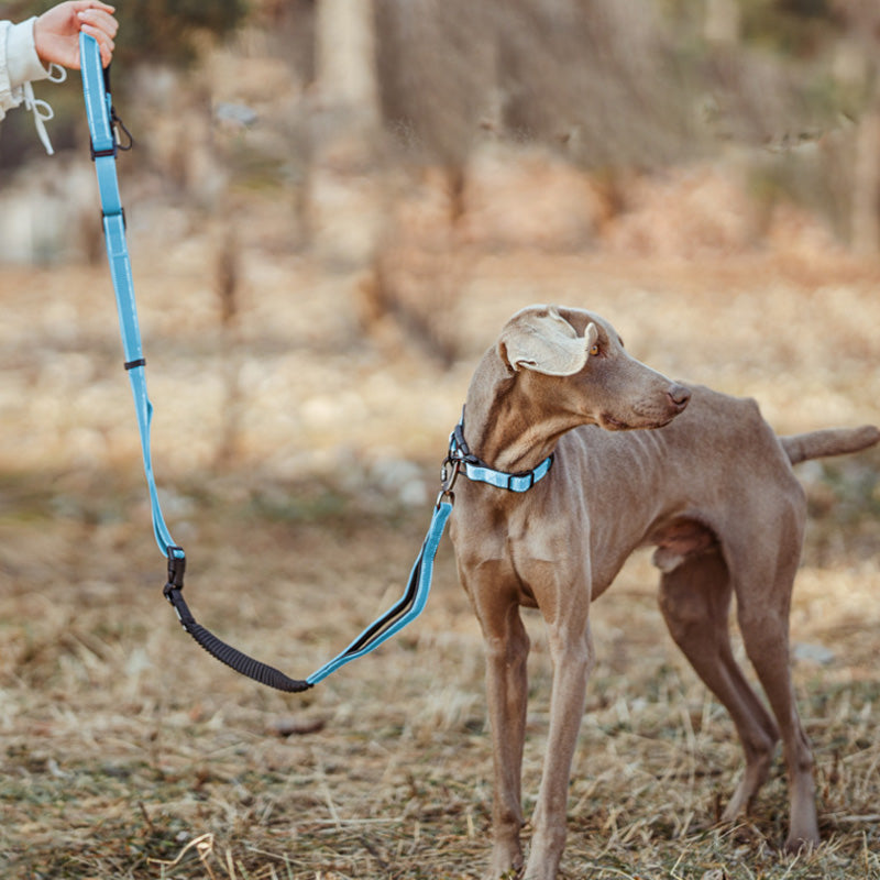 Hands Free Dog Leash