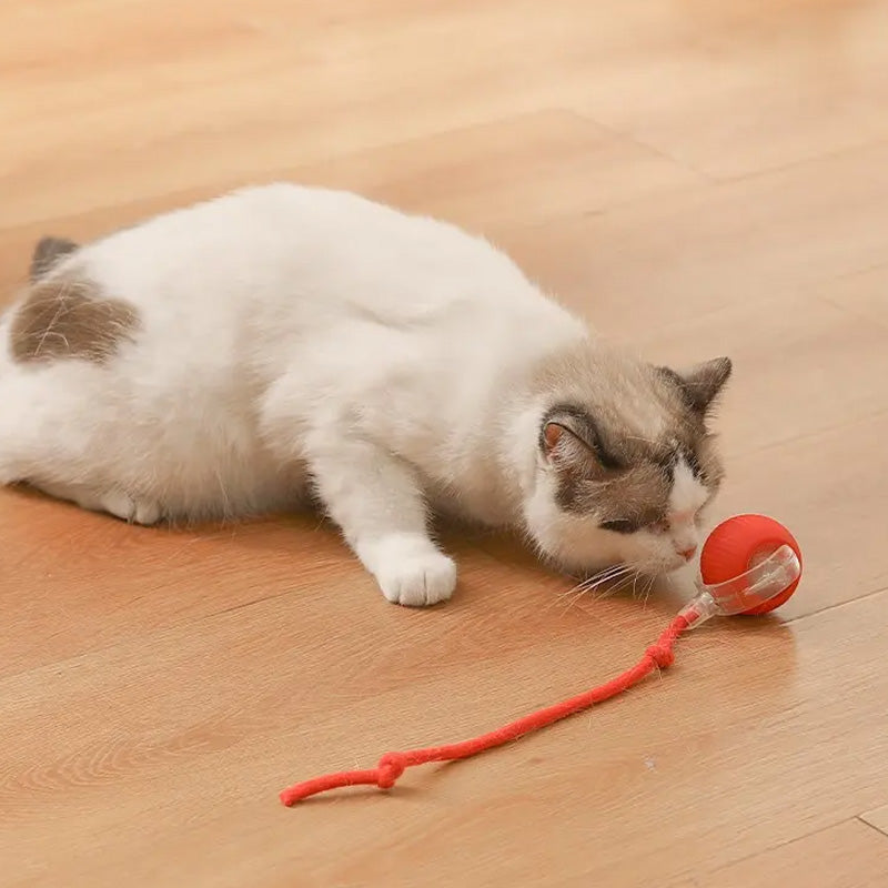 Indoor Cat Interactive Cat Toy Ball