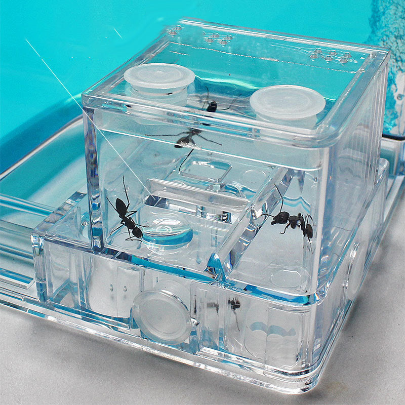 Ant Home Ecological Toys