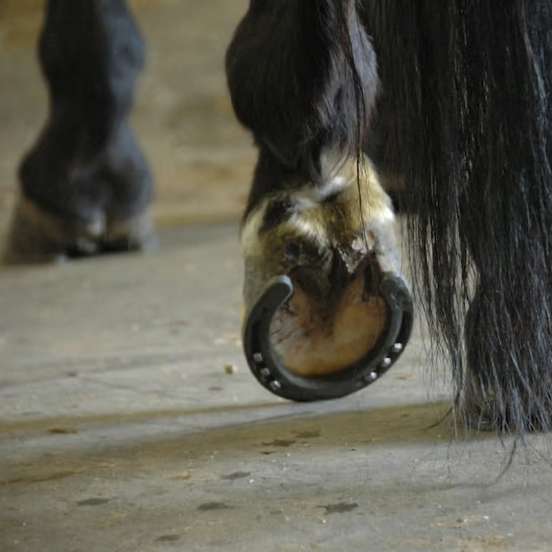 🐎Good Luck Charm- Natural Horse Shoe