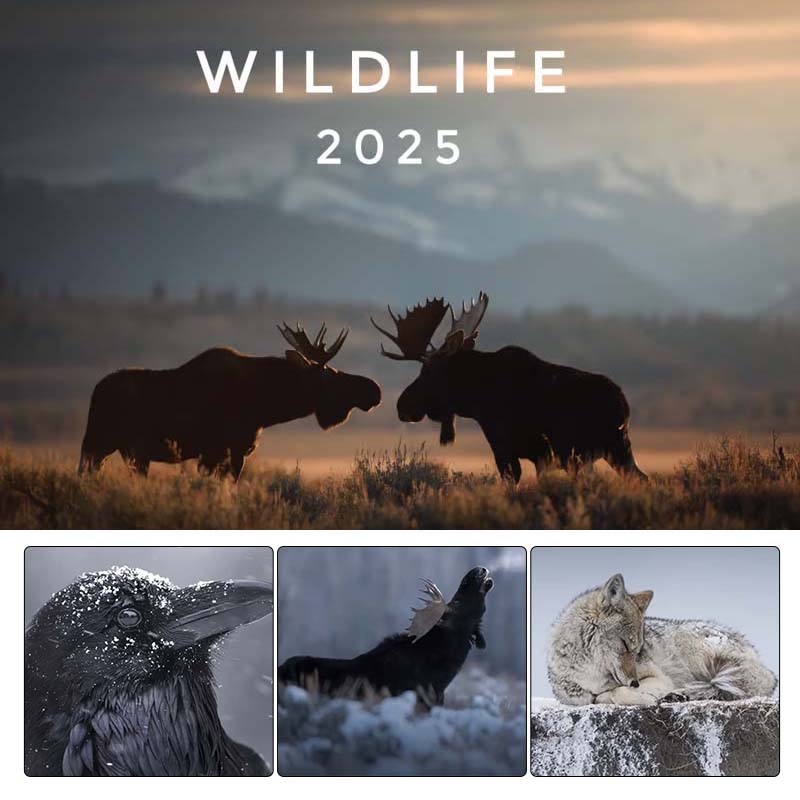 2025 Wildlife Calendar