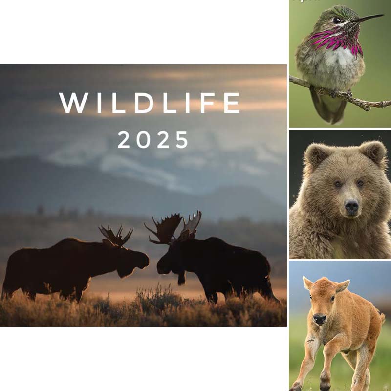 2025 Wildlife Calendar