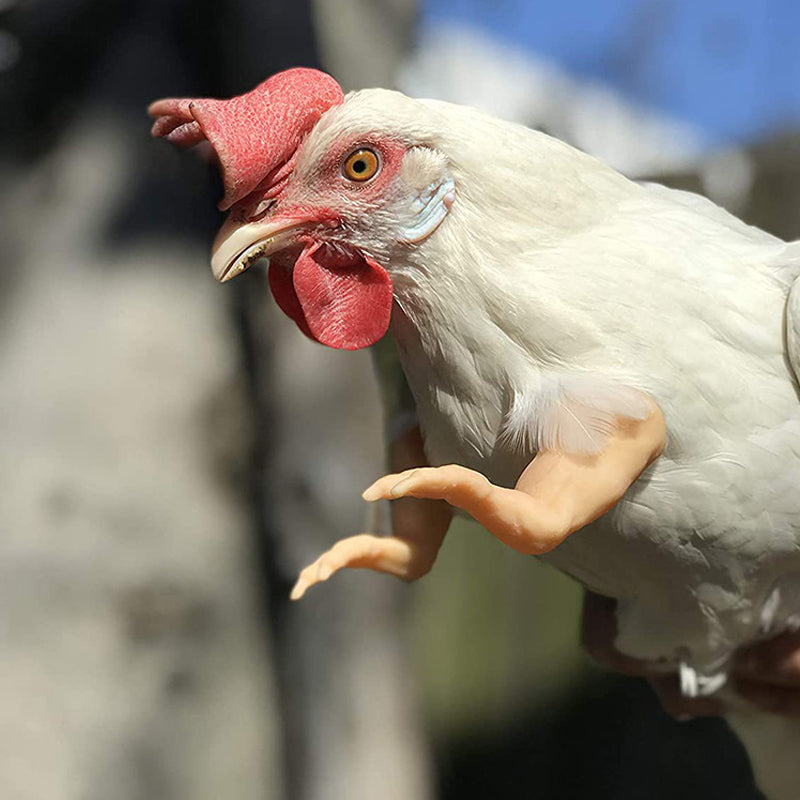 Funny 3D-Printed Arms For Chicken