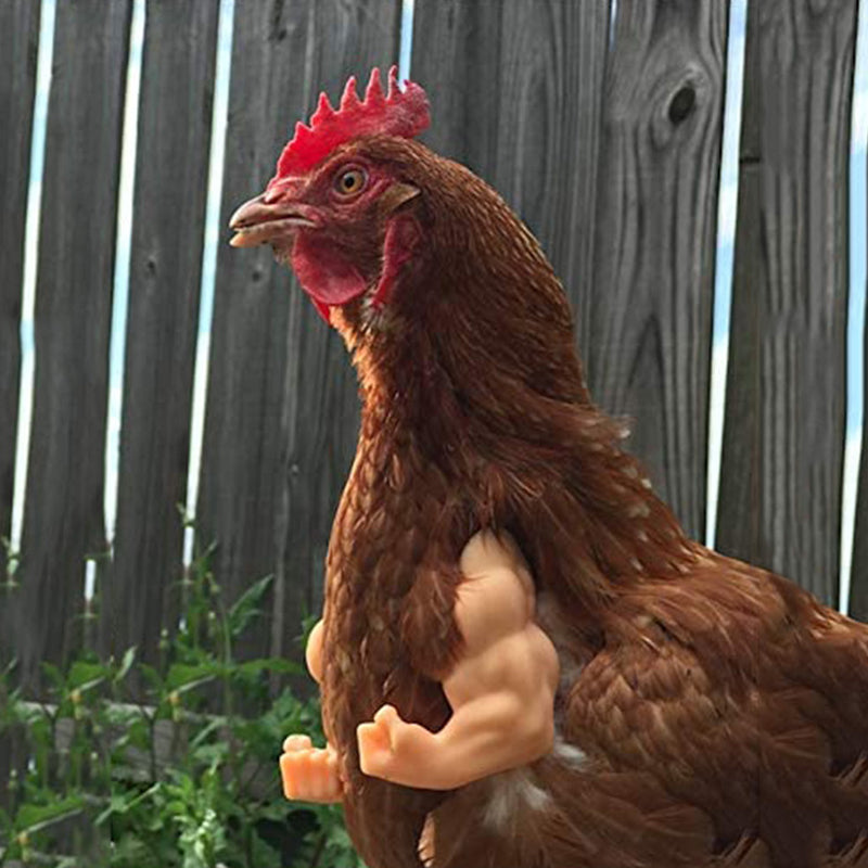 Funny 3D-Printed Arms For Chicken