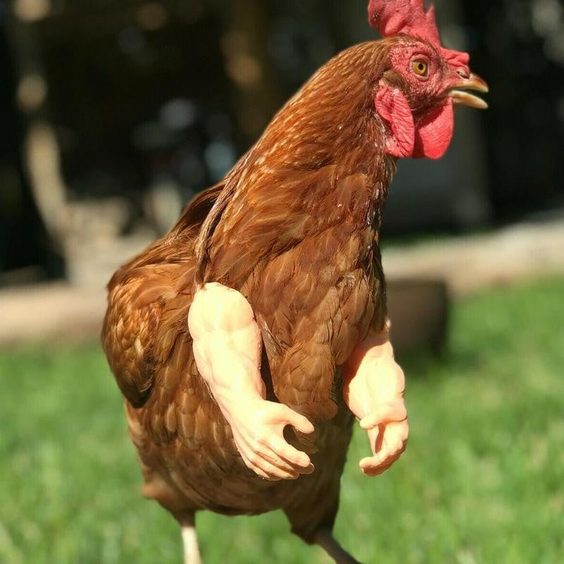 Funny 3D-Printed Arms For Chicken