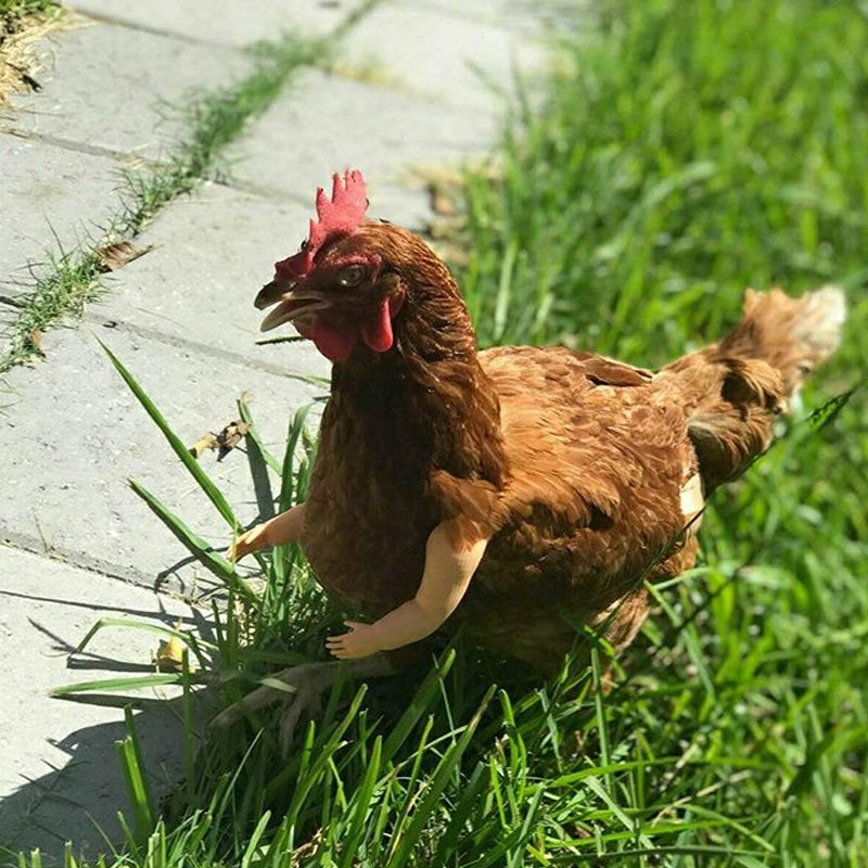 Funny 3D-Printed Arms For Chicken