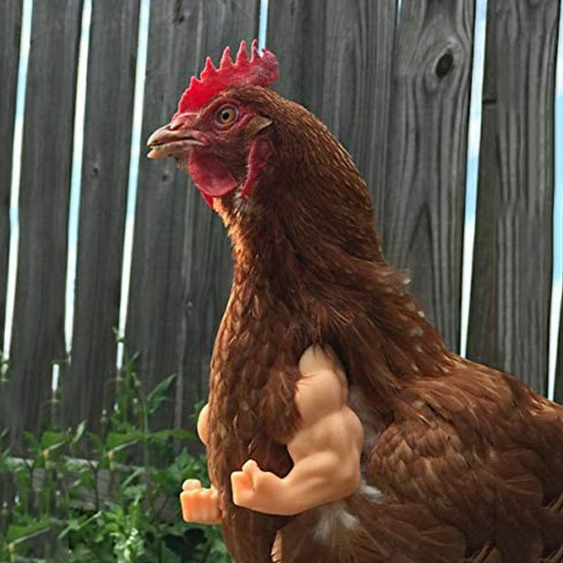 Funny 3D-Printed Arms For Chicken