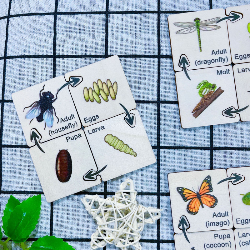 Insect Life Cycle Jigsaw Puzzle