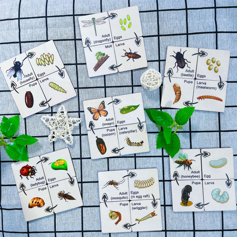 Insect Life Cycle Jigsaw Puzzle