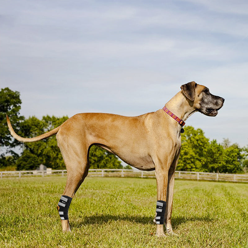 Back Hock Dog Brace