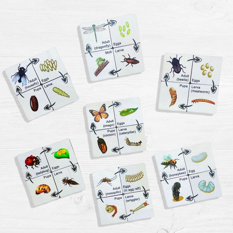 Insect Life Cycle Jigsaw Puzzle