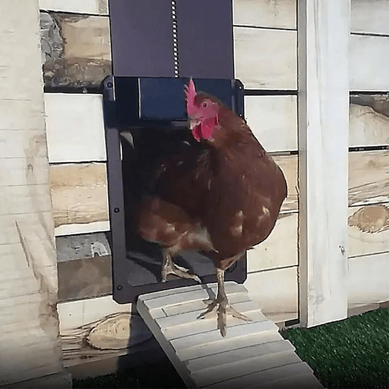 Automatic Poultry House Door