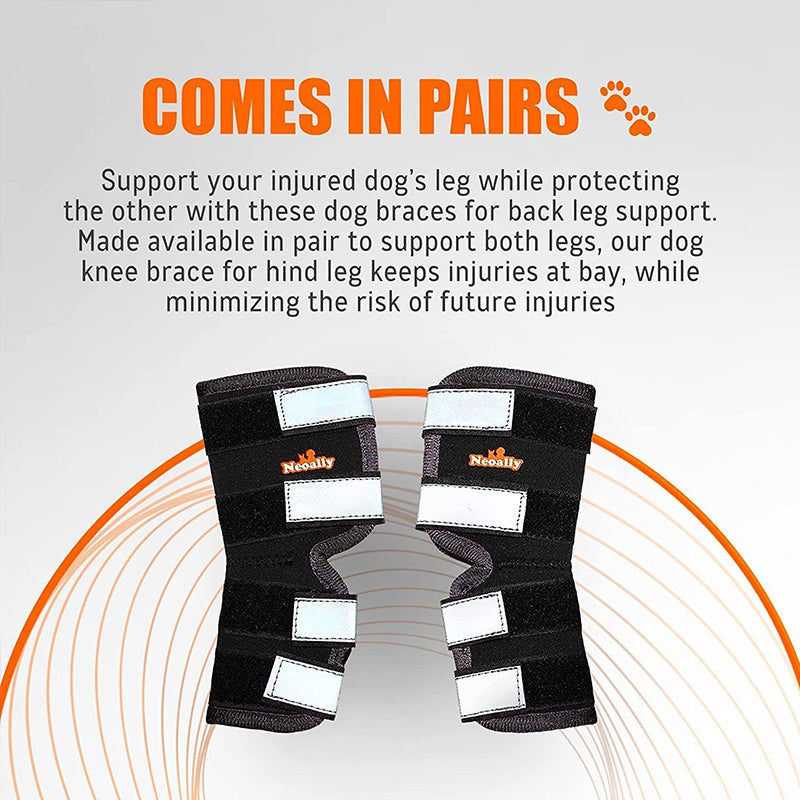 Back Hock Dog Brace