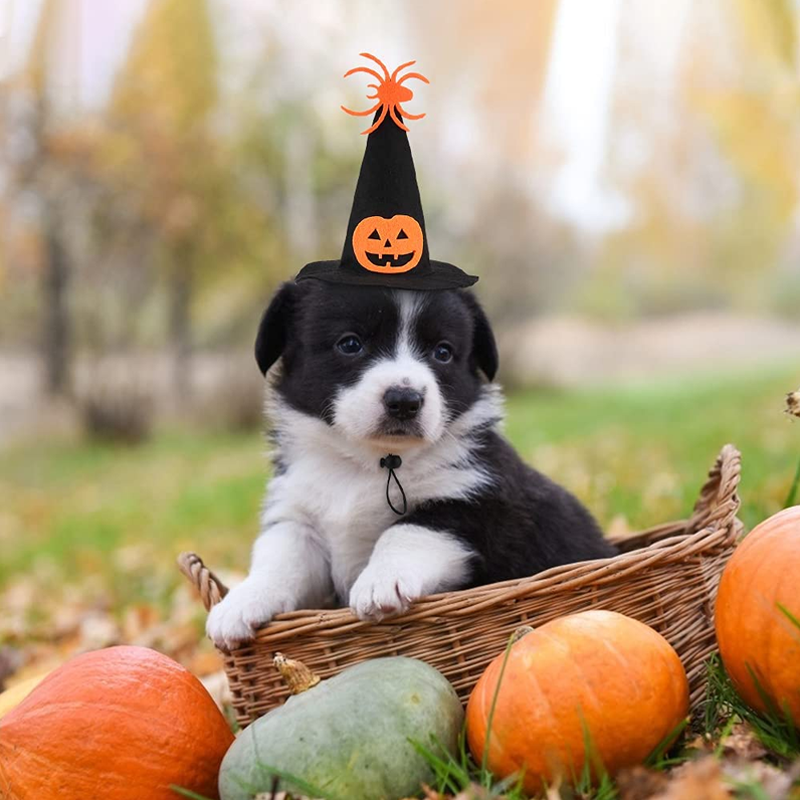 Halloween Cosplay Pet Hat and Scarf