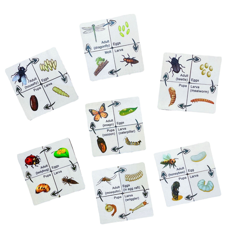 Insect Life Cycle Jigsaw Puzzle