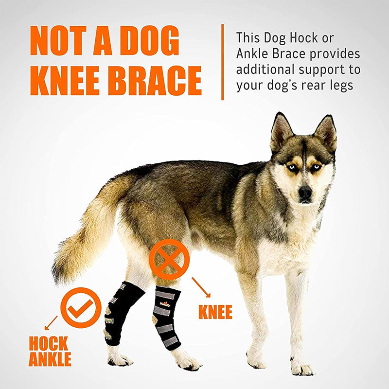 Back Hock Dog Brace