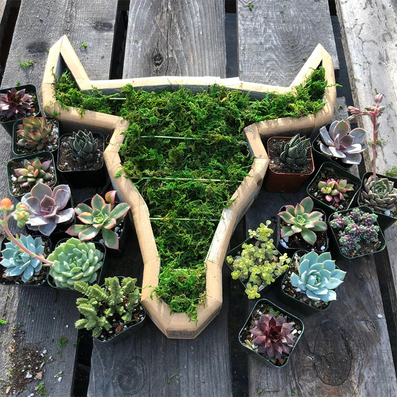 Animal Succulent Garden Arrangement