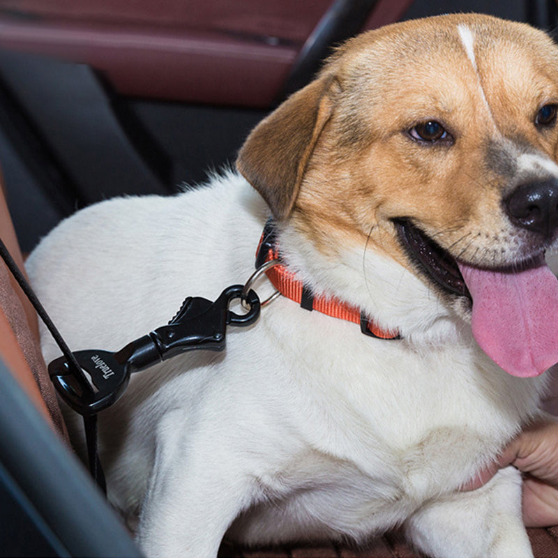 Dog Seat Belt