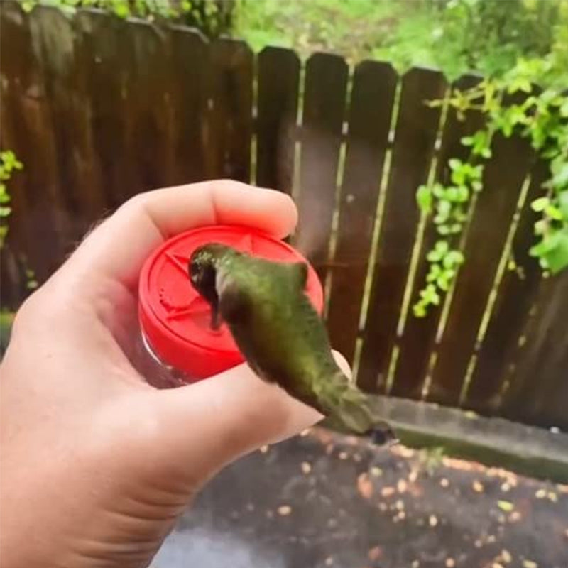Hummingbird Feeder