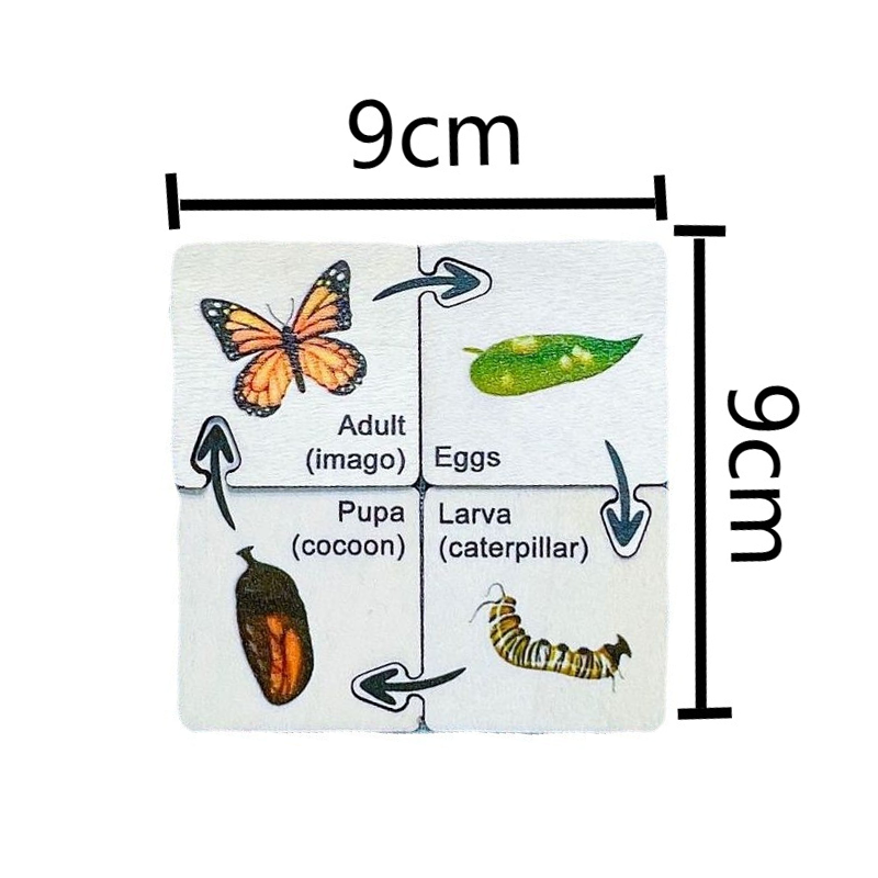 Insect Life Cycle Jigsaw Puzzle